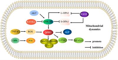 Mitochondrial quality control and its role in osteoporosis